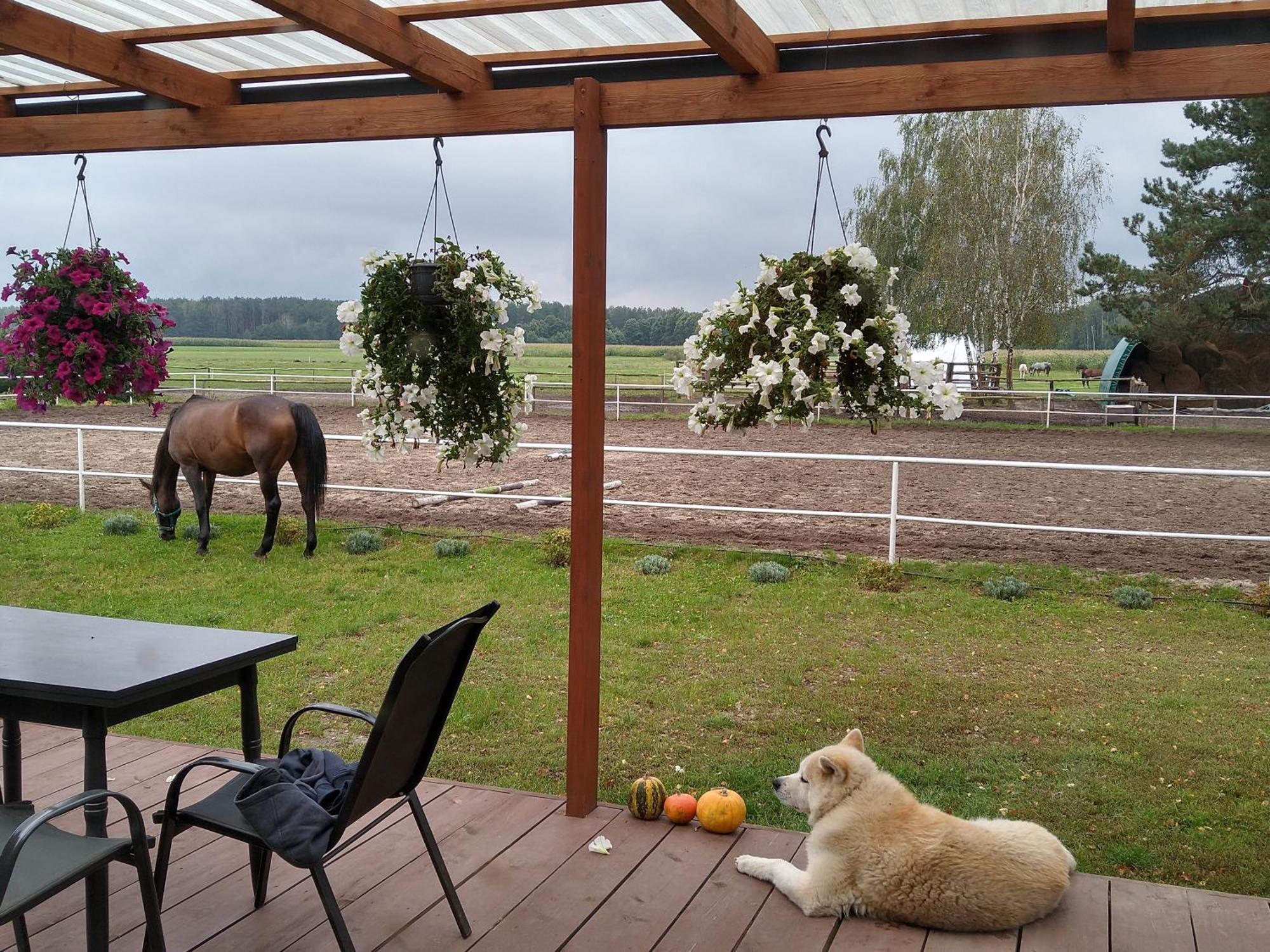 Domek Przy Stajni Bogdanowka Caloroczny Rossosz Buitenkant foto